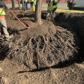 Transplanting Trees: Understanding the Process After Excavation