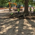 Understanding the Impact of Tree Excavation on Surrounding Areas