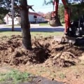 Identifying Root Damage in Trees: Signs That May Require Excavation