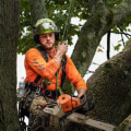 Understanding the Role of Arborists in Tree Excavation Projects
