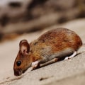 Effective Rat Removal During Tree Excavation in Yorkshire