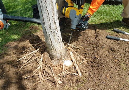 Determining the Right Depth for Tree Root Excavation