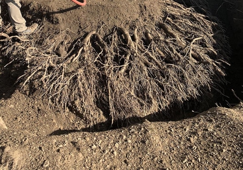 Transplanting Trees: Understanding the Process After Excavation
