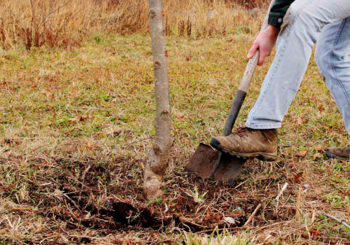 Replanting Trees After Excavation: What You Need to Know