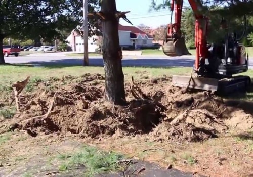 Identifying Root Damage in Trees: Signs That May Require Excavation