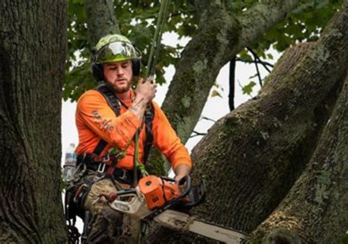 Understanding the Role of Arborists in Tree Excavation Projects