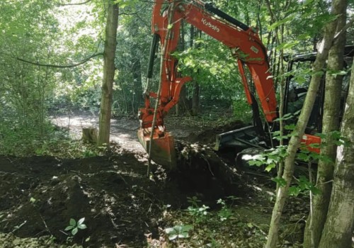 Understanding the Impact of Tree Excavation on Tree Health