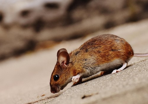 Effective Rat Removal During Tree Excavation in Yorkshire